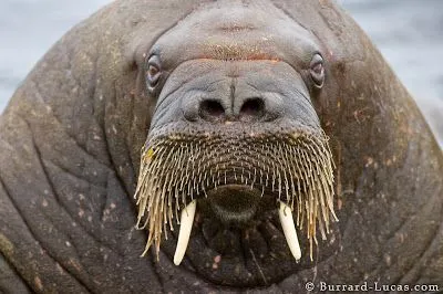 6ba4f6579514da70c613c4aad5eb78fb--face-photography-wildlife-photography.webp