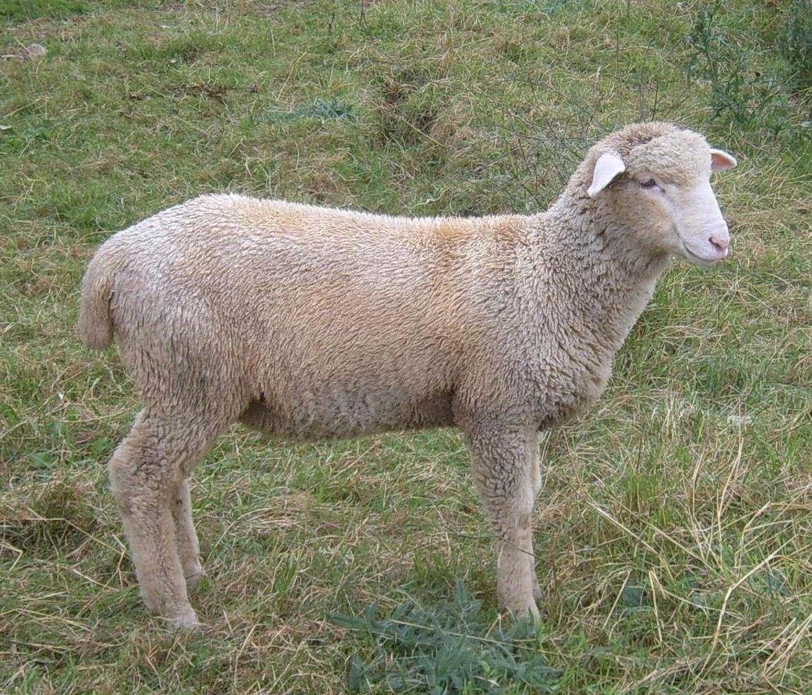 Lamb 2.webp