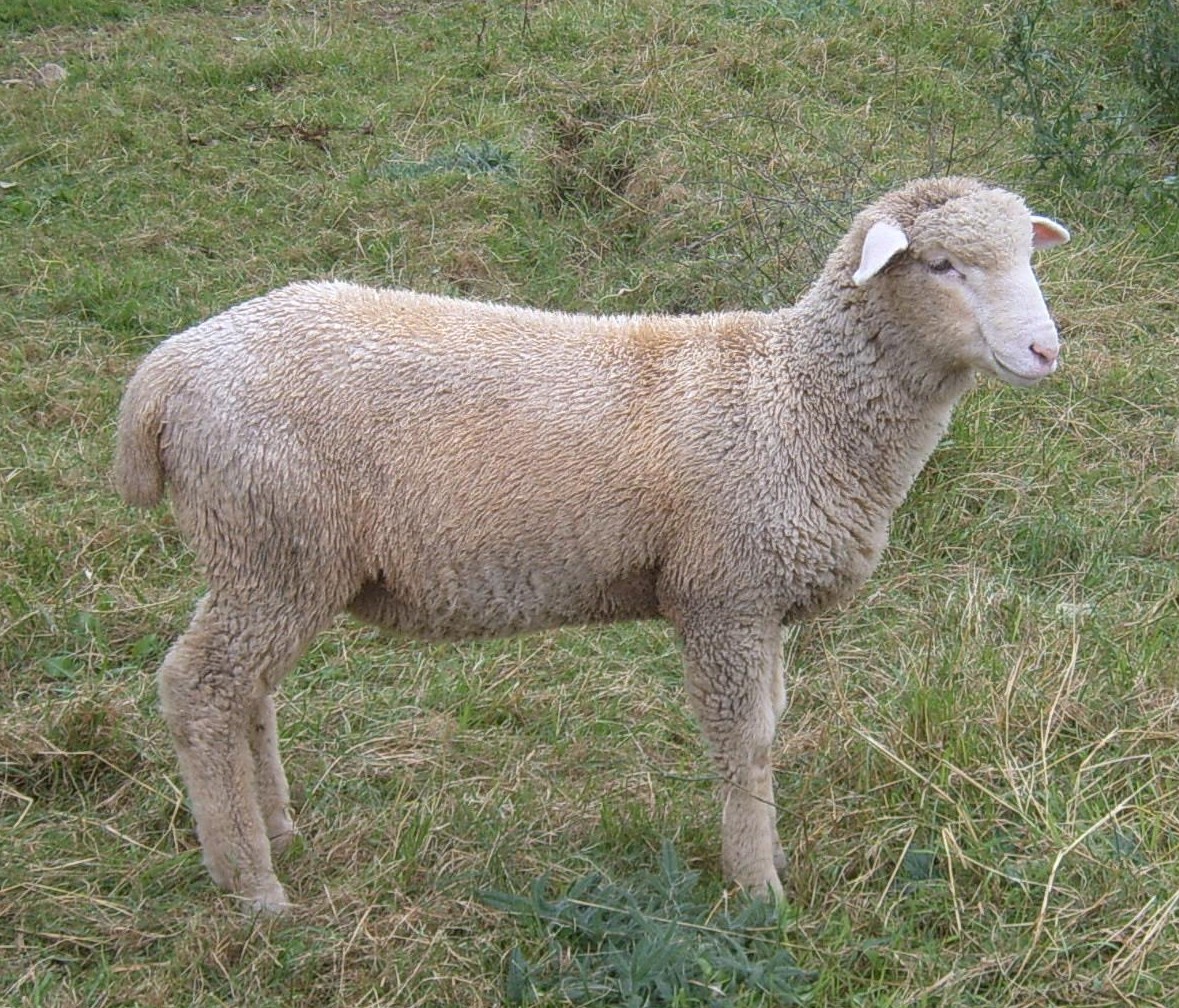 Lamb 2.jpg