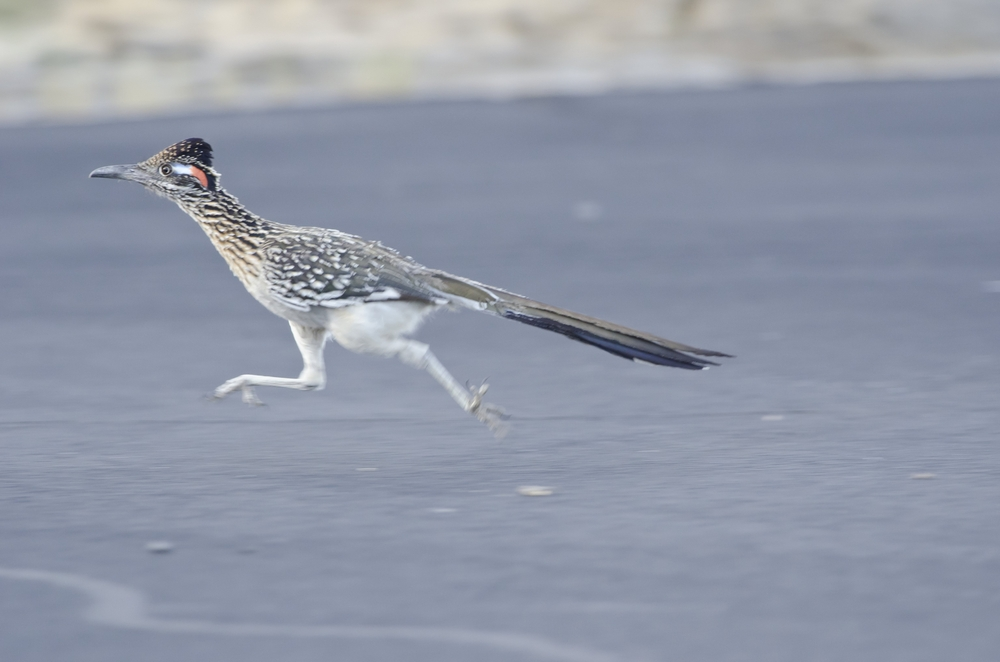 road runner.webp