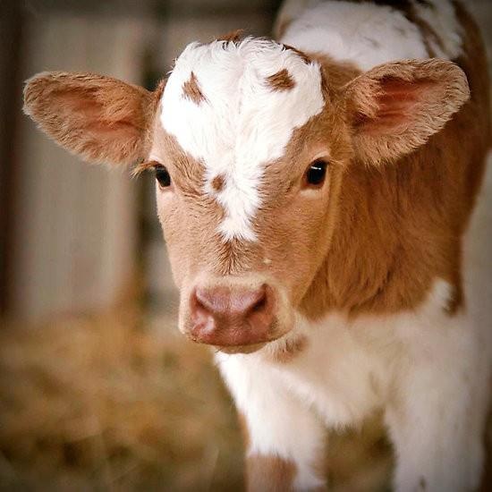 baby cow.jpg