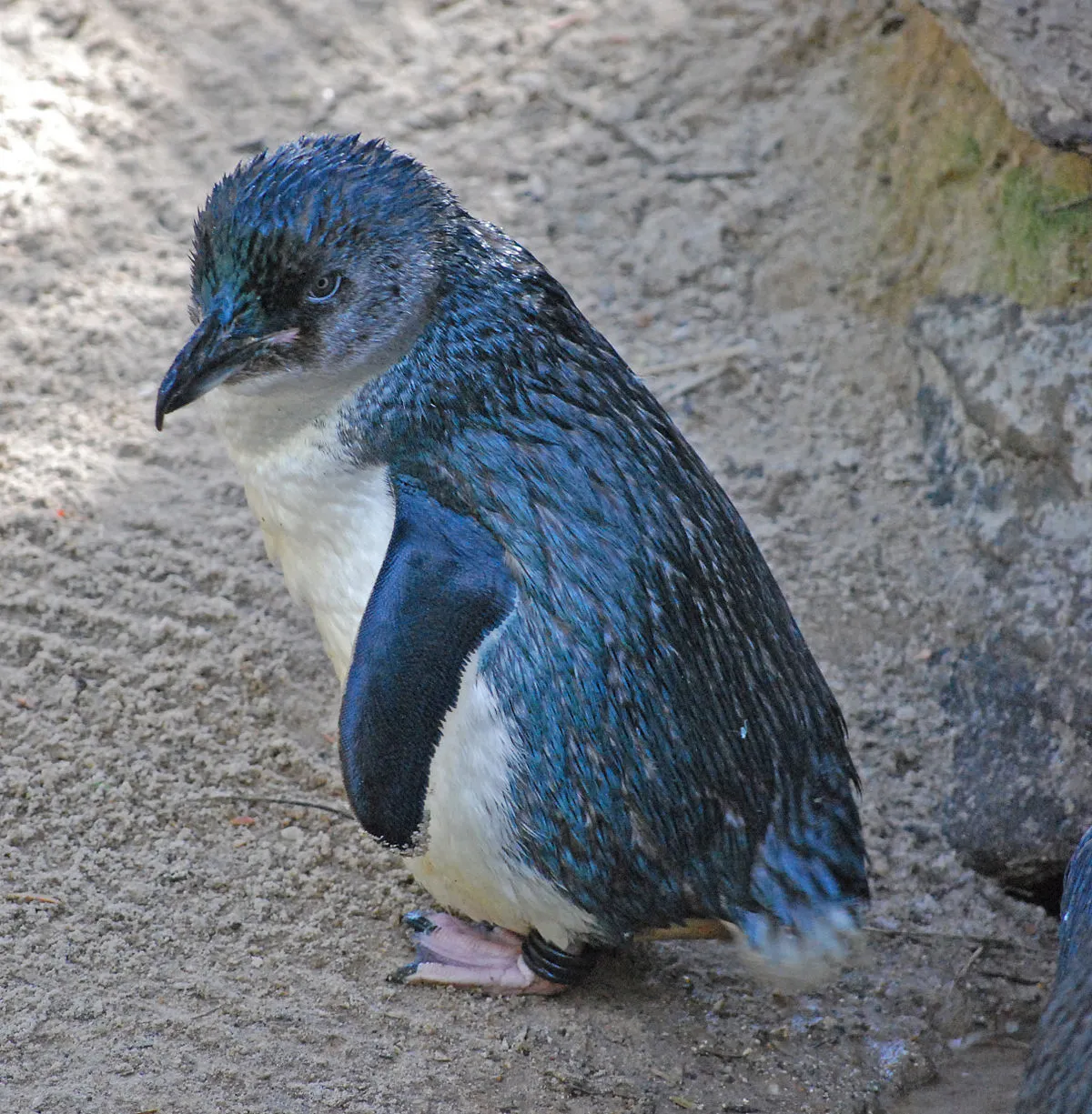 BluePenguin.webp