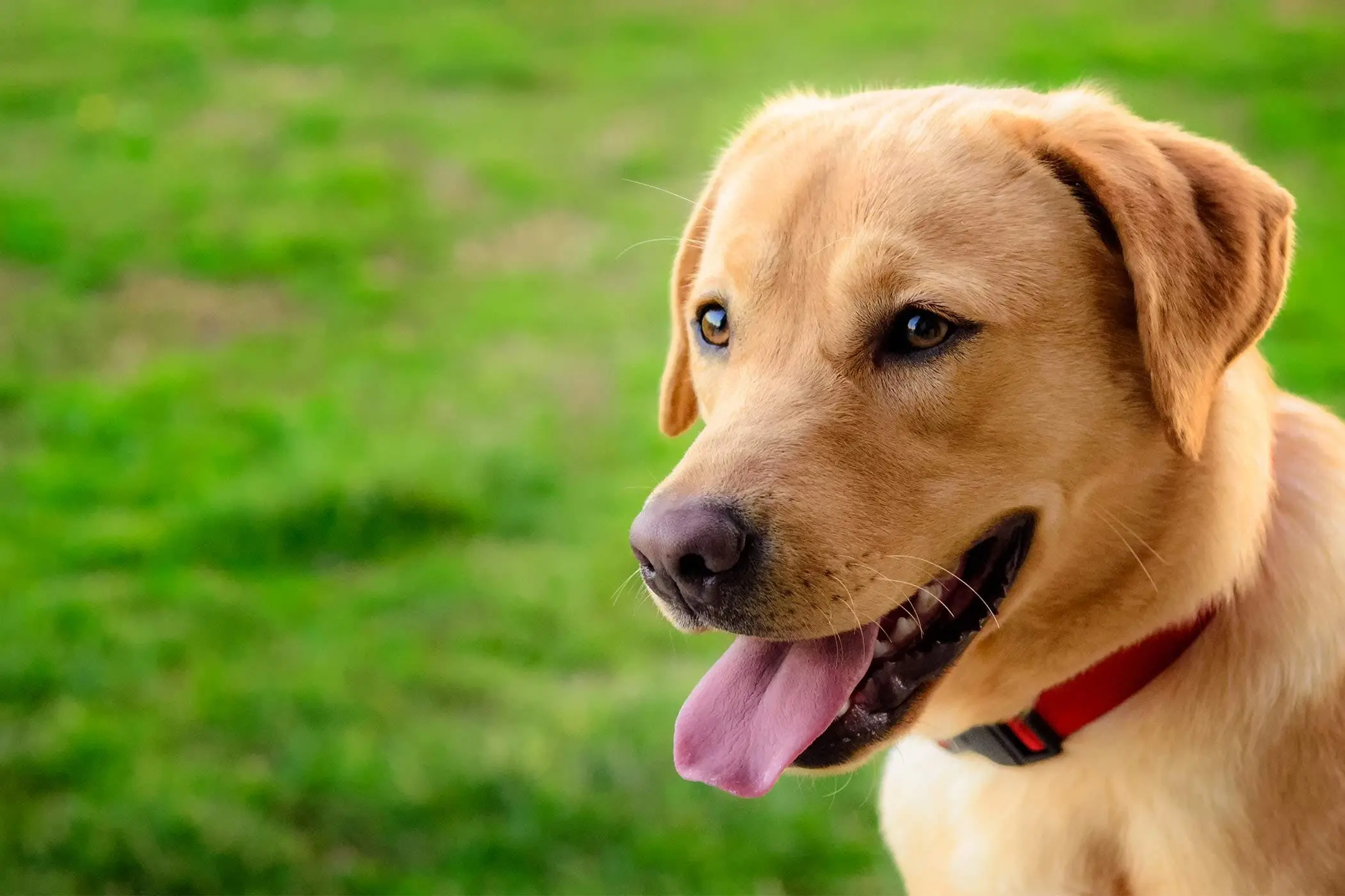 Labrador Retriever.webp