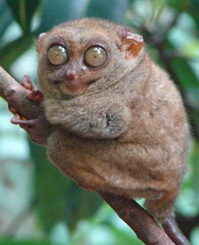 spectral-tarsier.webp