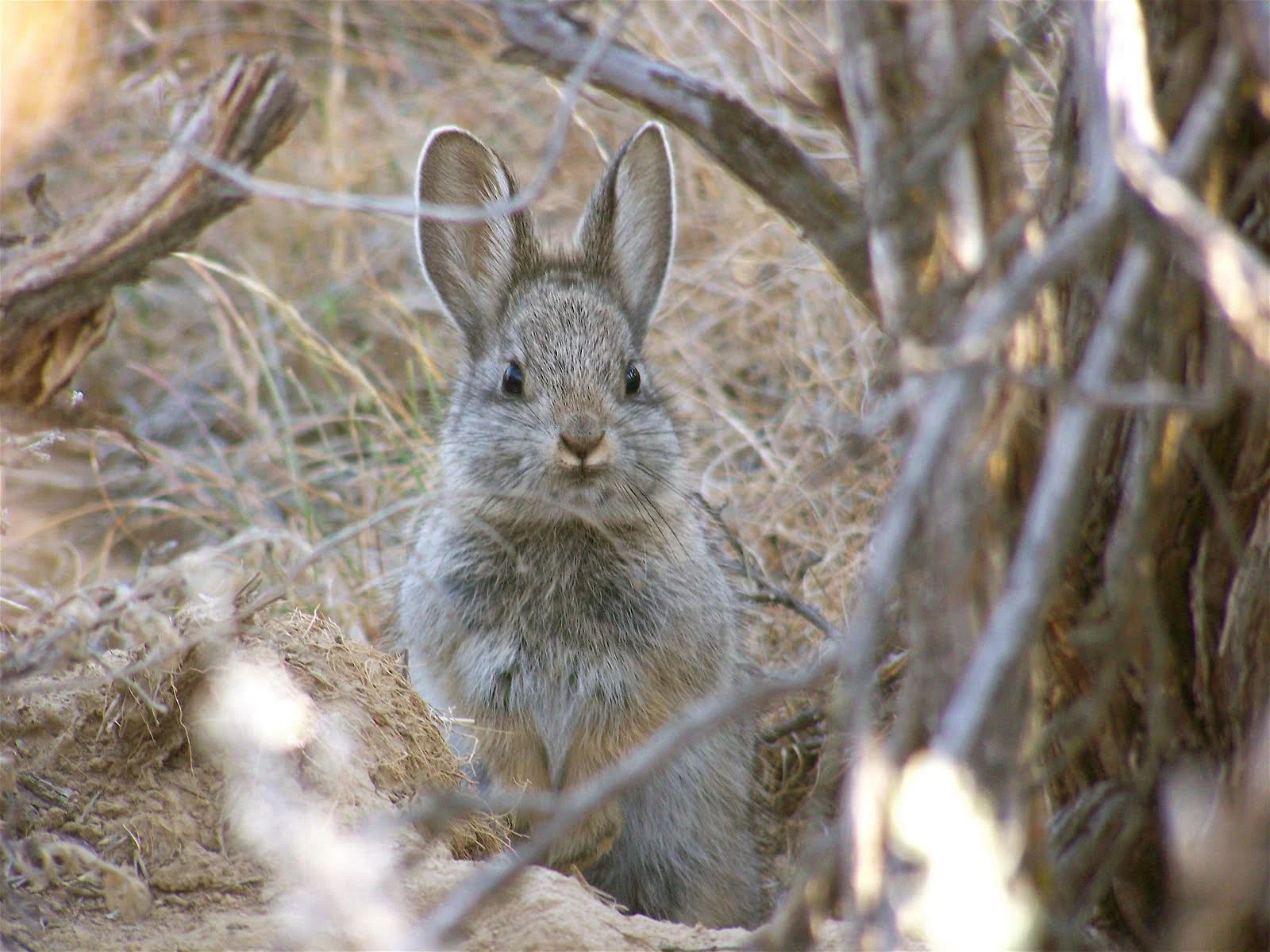 rabbit.webp