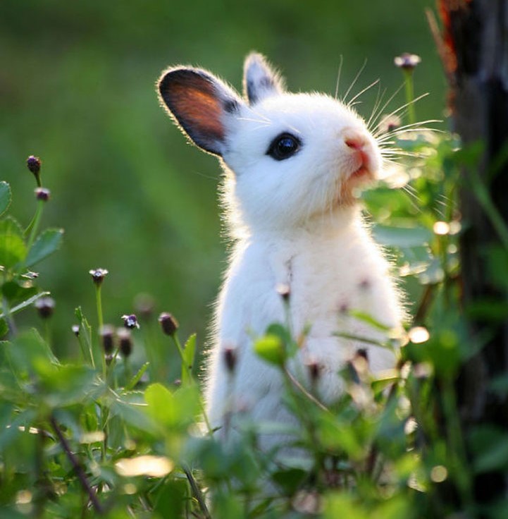 baby rabbit.jpg