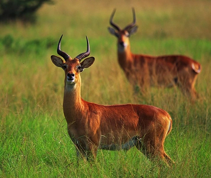 Uganda Kob.webp