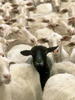 blacksheep.webp