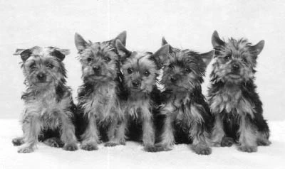 Yorkie Pups.webp