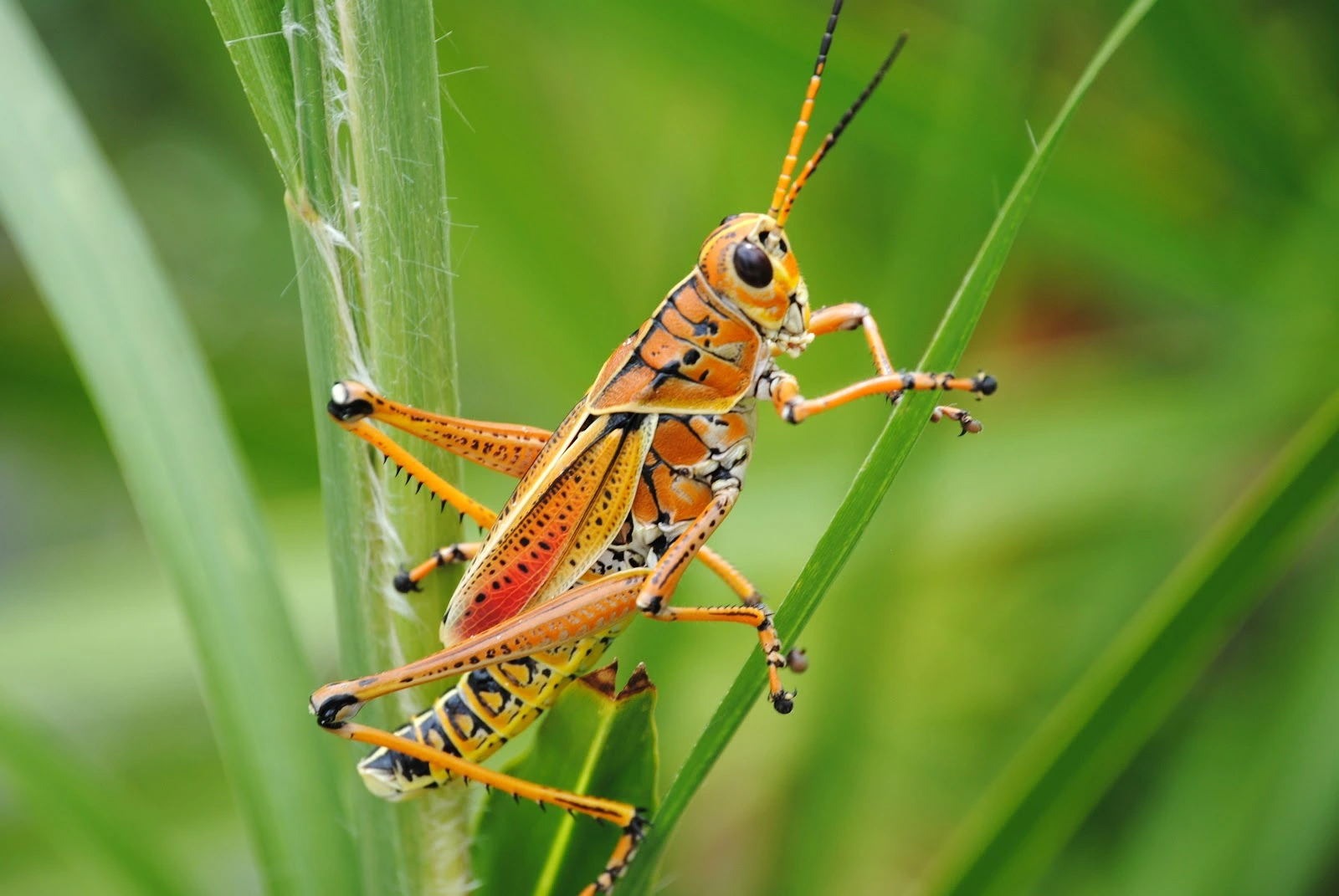 grasshopper.webp