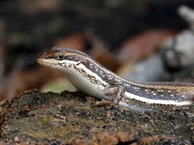 lizard.webp