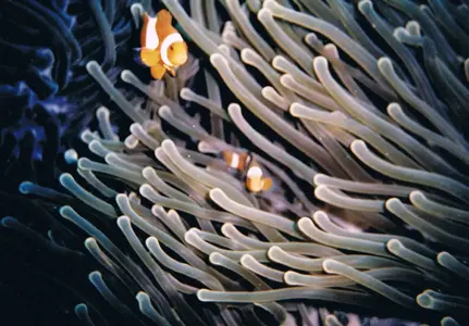 CLOWNFISH IN ANEMONE.webp