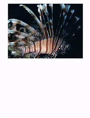 LIONFISH.webp