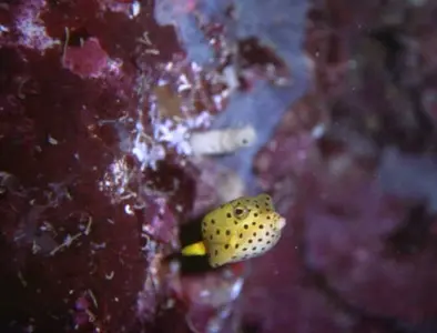 bumblefish.webp