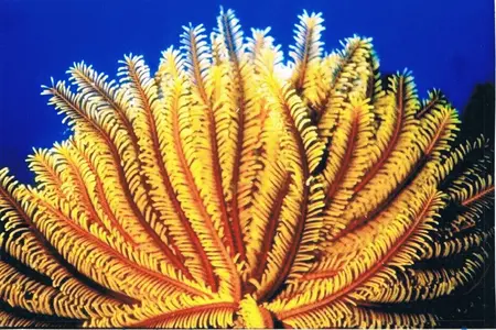 Crinoid.webp