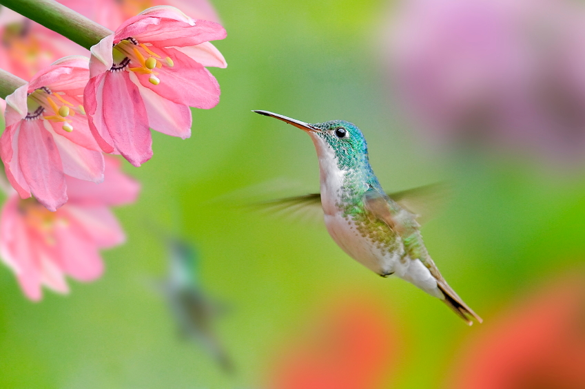 hummingbird.webp