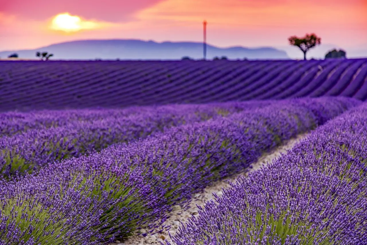 Lavender.webp