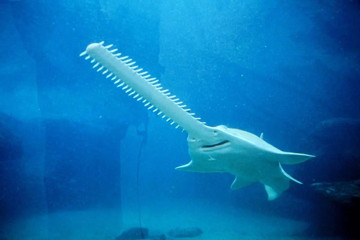 sawfish.webp
