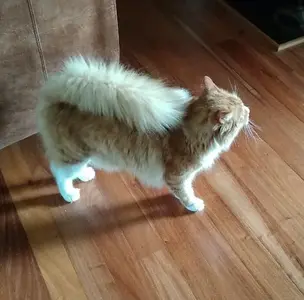 Oliver's tail.webp