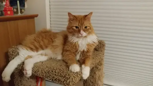Oliver chinning on the cat tower.webp