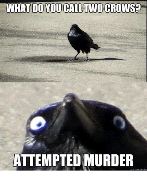 what-do-you-call-two-crows-attempted-murder-quicknseme-com-6588235.png