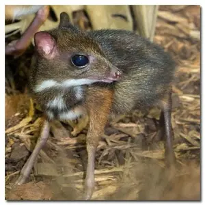 Chevrotain.webp