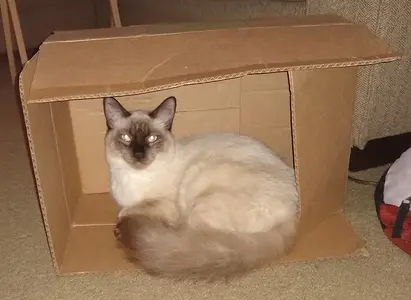 CatBox.webp