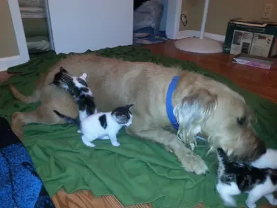 KittenDaddy.webp