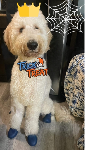 Cashew Halloween wagwear halloween.webp
