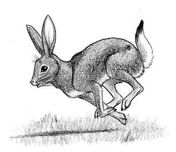 150dpi Jackrabbit.webp