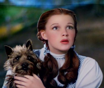 toto.webp