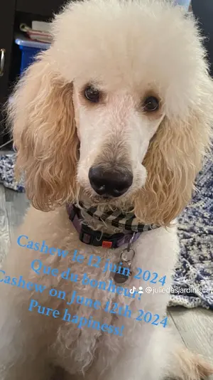 Cashew juin 2024.webp
