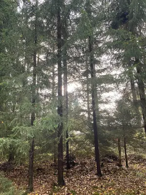 autumnsun.webp