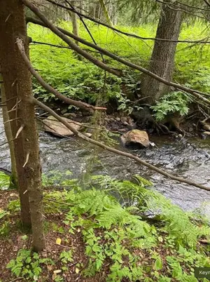 metsä2.webp
