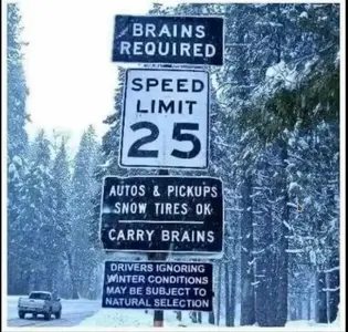 brains.webp