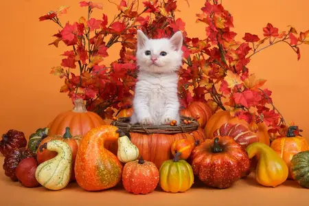 1732784802432.webp