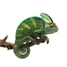 ChameleoVeiled.webp
