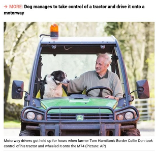 dogstory.webp