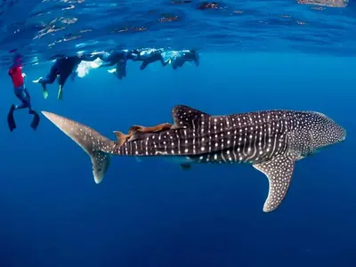 SWIM-WITH-THE-WHALE-SHARKS-EXMOUTH-CORAL-BAY.webp