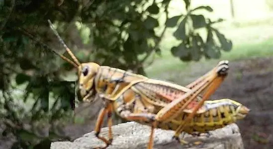 grasshopper.webp