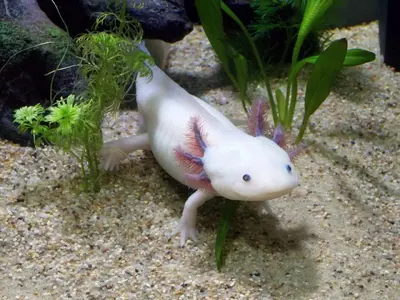 Axolotls.webp