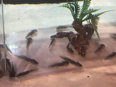 BabyAxolotls.webp