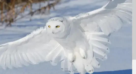 1752344341003.webp