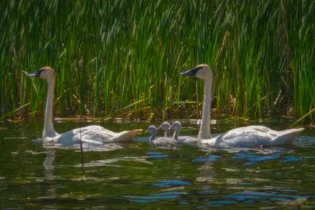 Pair plus three of a kind, Beauvais Lake, Beauvais Lake Provincial Park, AB, 2025-07-18.webp