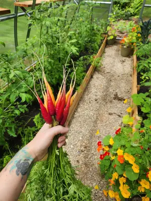 carrots.webp