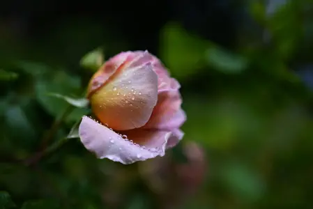 54572337084_35327e4d87_o.webp