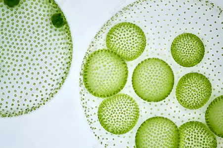 C0105437-Volvox_colony,_light_micrograph.webp
