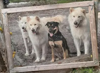 wolfclan.webp