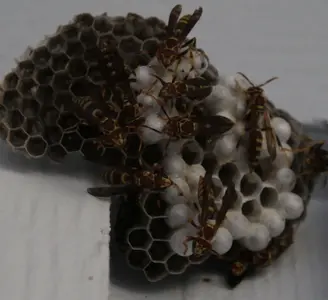 backdoor wasps 2.webp