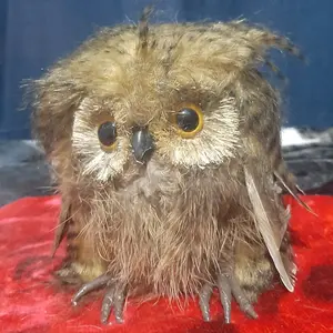 07-31-2025 Owl.webp